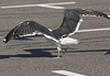 juvenile LBBG, ringed in the Netherlands.