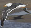 juvenile LBBG, ringed in the Netherlands.