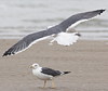 juvenile LBBG, ringed in the Netherlands.