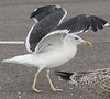 juvenile LBBG, ringed in the Netherlands.