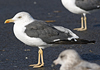 juvenile LBBG, ringed in the Netherlands.