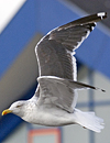 juvenile LBBG, ringed in the Netherlands.