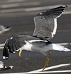 juvenile LBBG, ringed in the Netherlands.