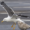 juvenile LBBG, ringed in the Netherlands.