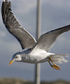 juvenile LBBG, ringed in the Netherlands.