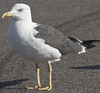 juvenile LBBG, ringed in the Netherlands. 