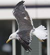 juvenile LBBG, ringed in the Netherlands. 