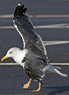 juvenile LBBG, ringed in the Netherlands. 