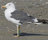 adult LBBG Dutch intergrade in September, ringed in the Netherlands. (80494 bytes)