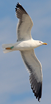 1cy argenteus in November, ringed in Belgium. (25637 bytes)