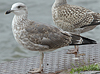 LBBG intermedius 2cy in September, ringed in Helgoland - Germany. (105903 bytes)