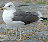juvenile LBBG, ringed in the Netherlands.