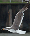 juvenile LBBG, ringed in the Netherlands.