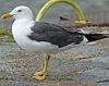 juvenile LBBG, ringed in the Netherlands.