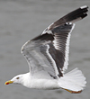 juvenile LBBG, ringed in the Netherlands.