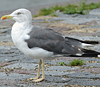 juvenile LBBG, ringed in the Netherlands.