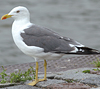 juvenile LBBG, ringed in the Netherlands.