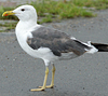 juvenile LBBG, ringed in the Netherlands. 
