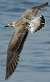 1cy argenteus in August, ringed in Belgium. (90559 bytes)