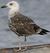 juvenile LBBG, ringed in the Netherlands.