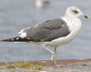 juvenile LBBG, ringed in the Netherlands.
