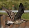 juvenile LBBG in October, ringed in the Netherlands. (111218 bytes)