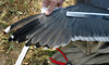 juvenile LBBG, ringed in the Netherlands. 
