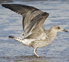 juvenile LBBG in October, ringed in Denmark.
