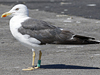 1cy argenteus in November, ringed in Belgium. (25637 bytes)