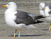 1cy argenteus in November, ringed in Belgium. (25637 bytes)
