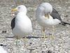 1cy argenteus in November, ringed in Belgium. (25637 bytes)