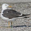 1cy argenteus in November, ringed in Belgium. (25637 bytes)