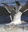 juvenile LBBG, ringed in the Netherlands. 
