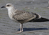 4241cy1pale.jpg (65027 bytes)