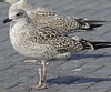 4241cy1pale.jpg (65027 bytes)