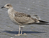 4241cy1pale.jpg (65027 bytes)