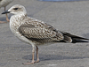 4241cy1pale.jpg (65027 bytes)