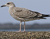 4241cy1pale.jpg (65027 bytes)