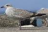 4241cy1pale.jpg (65027 bytes)