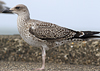 4241cy1pale.jpg (65027 bytes)