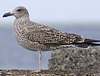 4241cy1pale.jpg (65027 bytes)