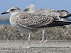4241cy1pale.jpg (65027 bytes)
