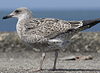 4241cy1pale.jpg (65027 bytes)