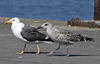4241cy1pale.jpg (65027 bytes)