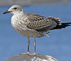 4241cy1pale.jpg (65027 bytes)