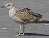 4241cy1pale.jpg (65027 bytes)