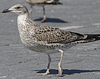 4241cy1pale.jpg (65027 bytes)