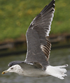 LBBG intermedius 2cy in September, ringed in Helgoland - Germany. (105903 bytes)