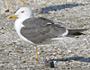1cy argenteus in November, ringed in Belgium. (25637 bytes)