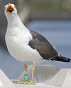 1cy argenteus in November, ringed in Belgium. (25637 bytes)